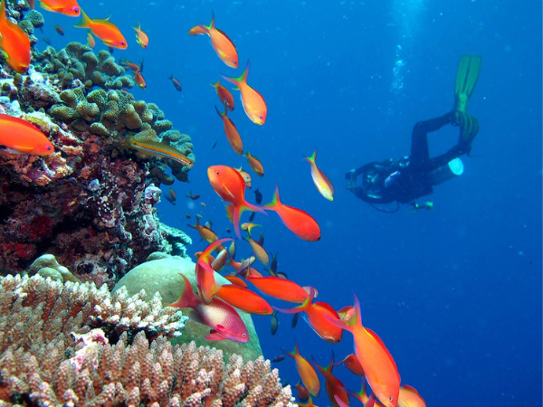 Diving